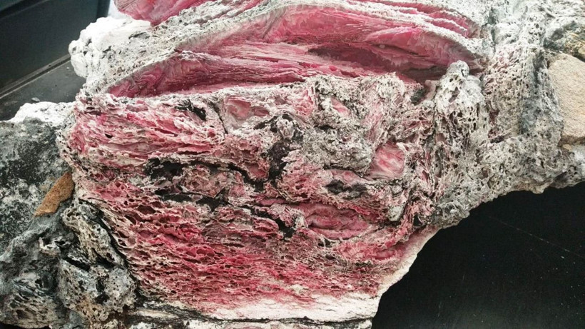 Muğla'da denizde yüzerken bulmuştu! Ne olduğu ortaya çıktı - Resim: 2