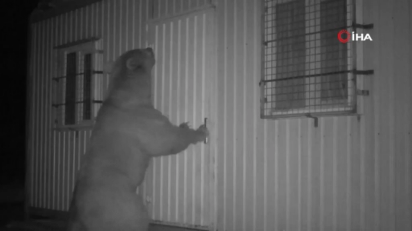 Trabzon'da balın kokusunu alan ayı kapıyı açmak için böyle uğraştı - Resim: 1