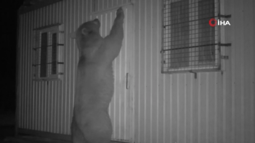 Trabzon'da balın kokusunu alan ayı kapıyı açmak için böyle uğraştı - Resim: 2