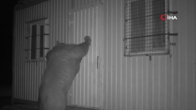 Trabzon'da balın kokusunu alan ayı kapıyı açmak için böyle uğraştı - Resim: 3