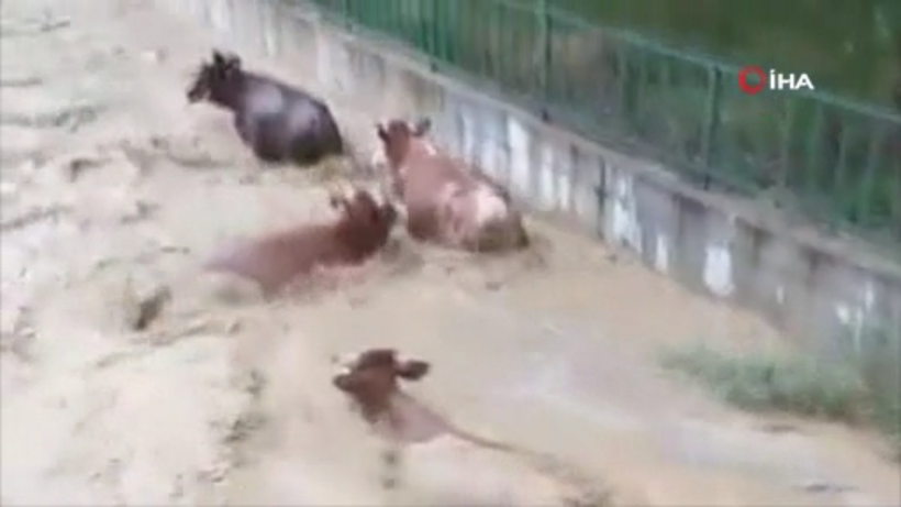 Kastamonu Taşköprü'de hayvanlar sele kapıldı - Resim: 3