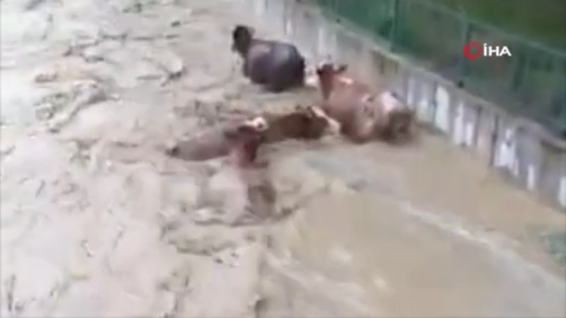 Kastamonu Taşköprü'de hayvanlar sele kapıldı - Resim: 4