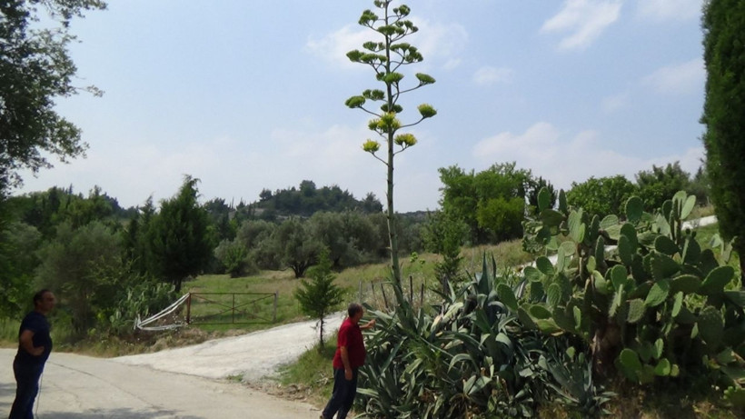 Osmaniye’de gerçekleşti yüzyıl bitkisi çiçek açtı - Resim: 1