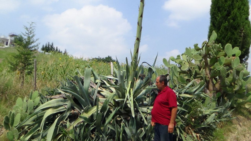 Osmaniye’de gerçekleşti yüzyıl bitkisi çiçek açtı - Resim: 2