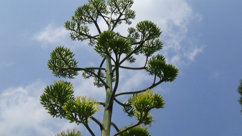 Osmaniye’de gerçekleşti yüzyıl bitkisi çiçek açtı - Resim: 3