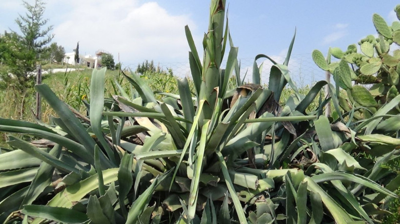 Osmaniye’de gerçekleşti yüzyıl bitkisi çiçek açtı - Resim: 4
