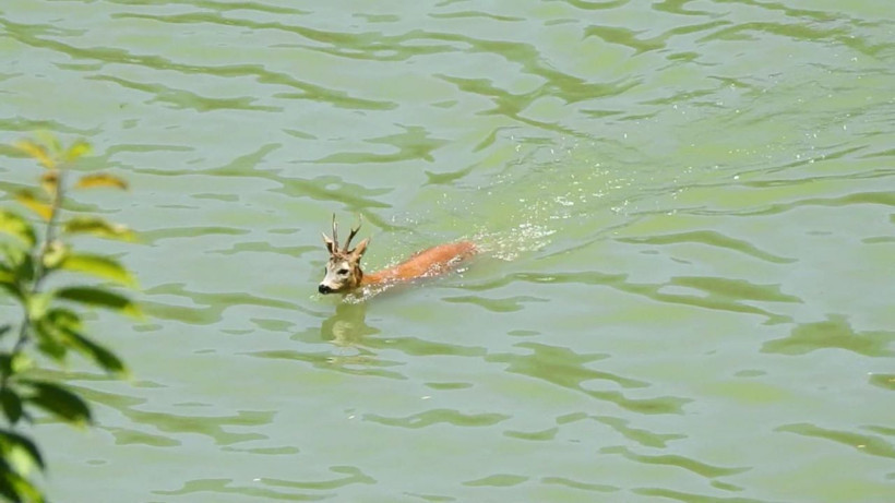 Nesli tükeniyor! Barajda yüzen karaca böyle görüntülendi! - Resim: 1
