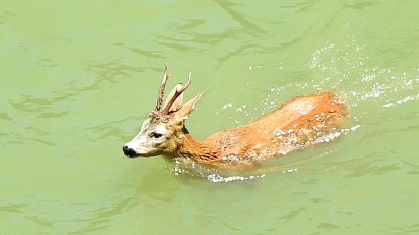 Nesli tükeniyor! Barajda yüzen karaca böyle görüntülendi! - Resim: 2