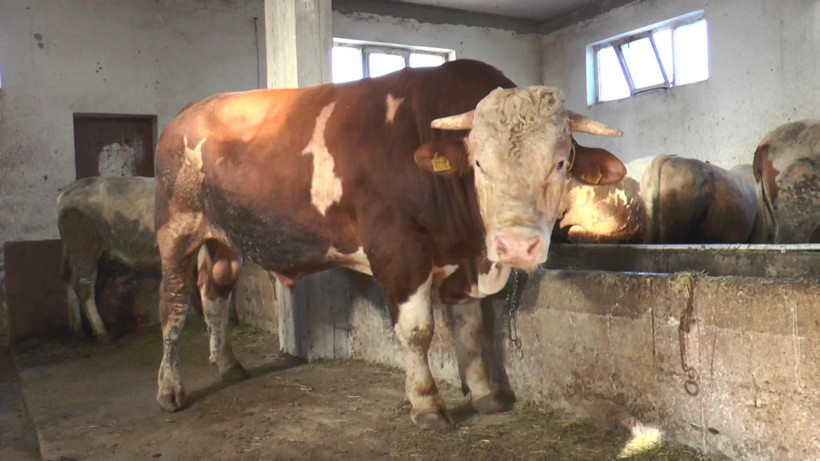 Hiperaktif tosun kamyon kasasından böyle atladı! O anlar kamerada - Resim: 3