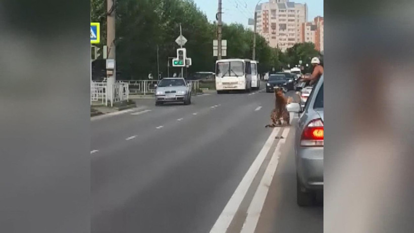 Rusya’da akılalmaz olay Kaplan otomobilden atladı - Resim: 3