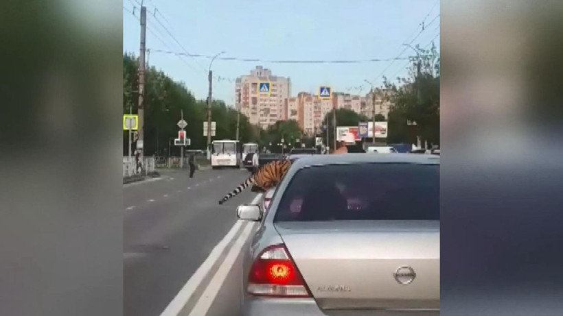 Rusya’da akılalmaz olay Kaplan otomobilden atladı - Resim: 4