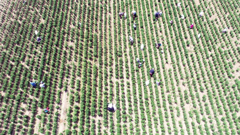 Edirne tava ciğerinin olmazsa olmazı! Yılda 60 ton tüketiliyor - Resim: 4