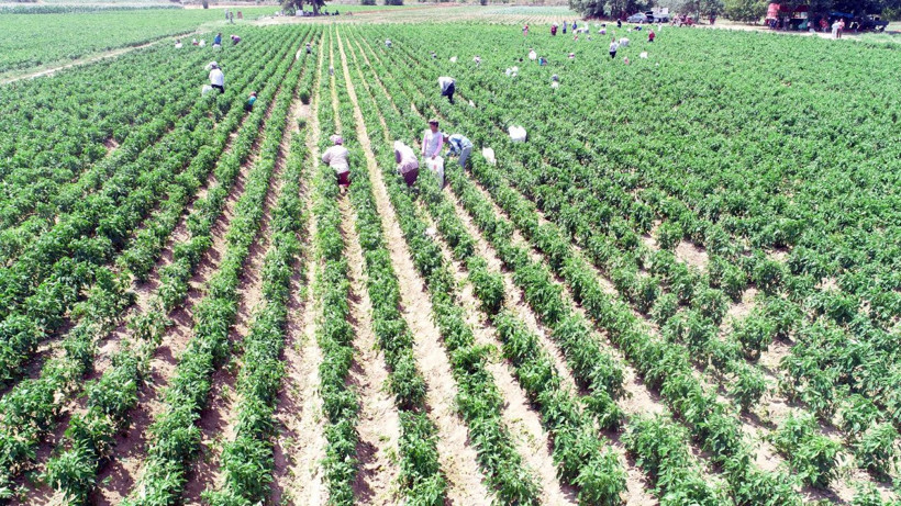 Edirne tava ciğerinin olmazsa olmazı! Yılda 60 ton tüketiliyor - Resim: 3