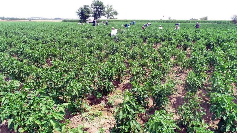 Edirne tava ciğerinin olmazsa olmazı! Yılda 60 ton tüketiliyor - Resim: 2