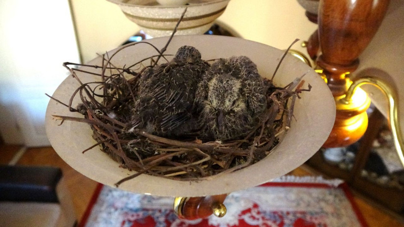 Kuş salona yuva yapıp yerleşti! 2 yavrusu olan kuş ikram kabul etmiyor - Resim: 2