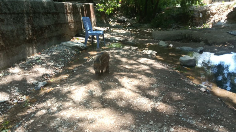 Kahveci dere kenarında rastladı! Köpeklerin saldırısına uğrayan domuz yavrusunu kurtardı - Resim: 3