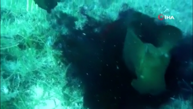 Çanakkale'de deniz tavşanı görüntülendi mor sıvı salgılıyorlar - Resim: 1