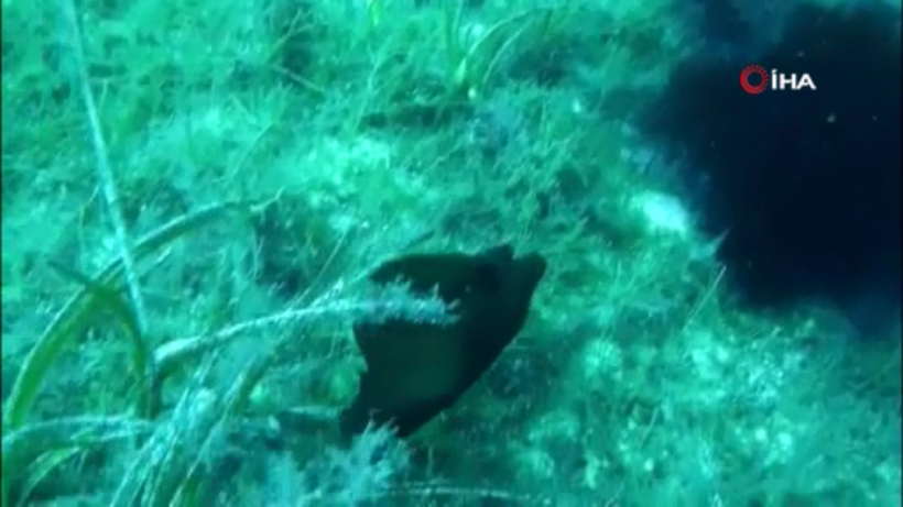 Çanakkale'de deniz tavşanı görüntülendi mor sıvı salgılıyorlar - Resim: 3