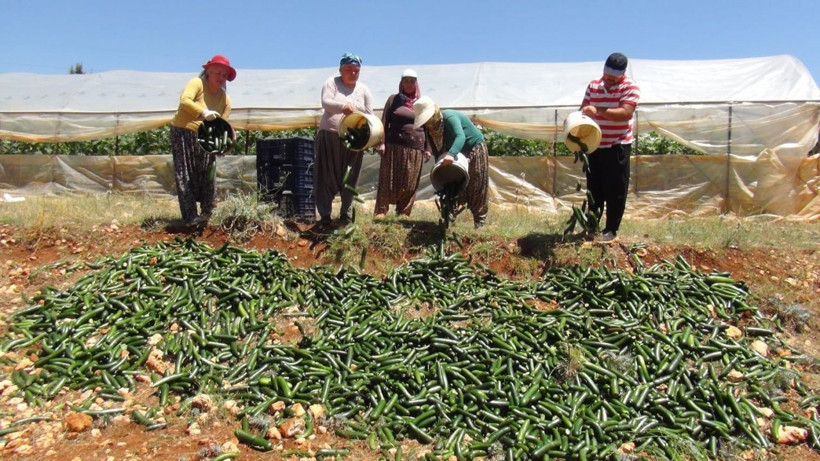 Satılamayan salatalıkları araziye döküyorlar - Resim: 1