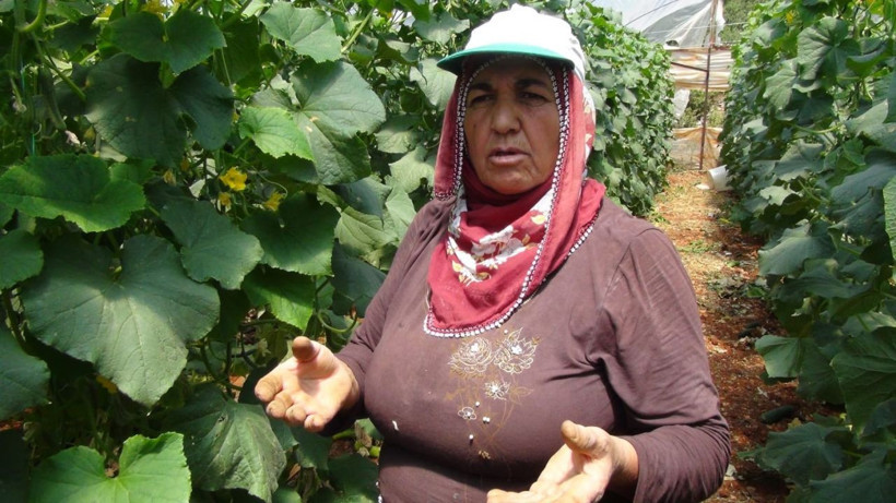 Satılamayan salatalıkları araziye döküyorlar - Resim: 4