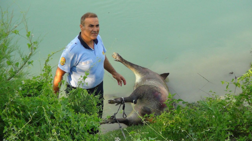 Yardım için ırmağa koştular gördükleriyle şaşkına döndüler - Resim: 3