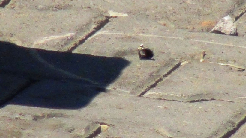 Diyarbakır'da komşularını kurşun yağmuruna tuttular - Resim: 4