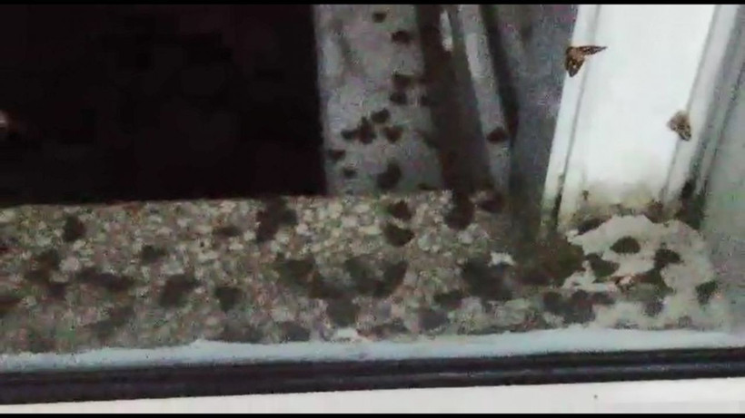 Rize'de vampir kelebek paniği İnsanın üzerine yapışıyorlar ısırıyorlar - Resim: 1