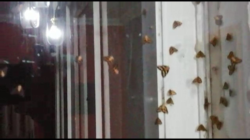 Rize'de vampir kelebek paniği İnsanın üzerine yapışıyorlar ısırıyorlar - Resim: 2