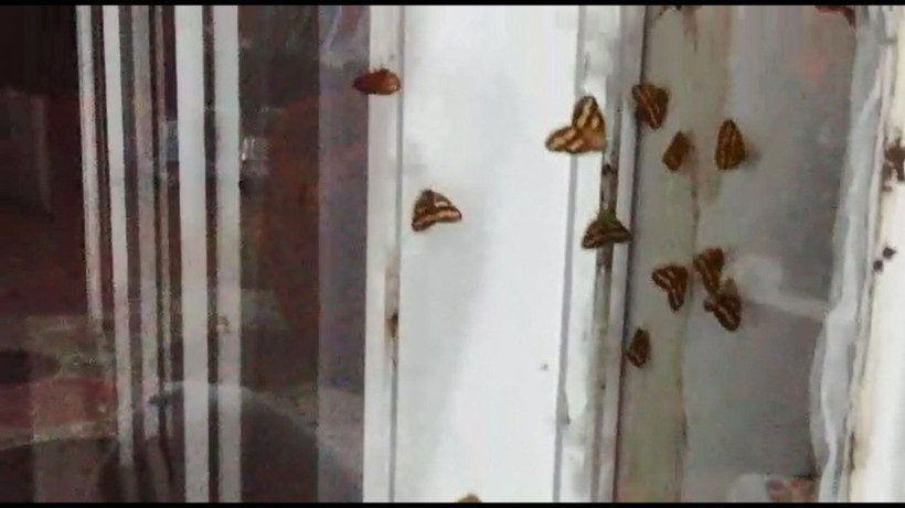 Rize'de vampir kelebek paniği İnsanın üzerine yapışıyorlar ısırıyorlar - Resim: 3