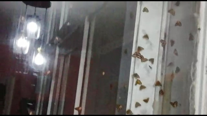 Rize'de vampir kelebek paniği İnsanın üzerine yapışıyorlar ısırıyorlar - Resim: 4