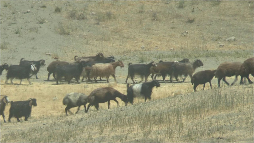 Muşlu vatandaşlar korku içinde peynir ve sütten hastalık kapıyorlar - Resim: 4