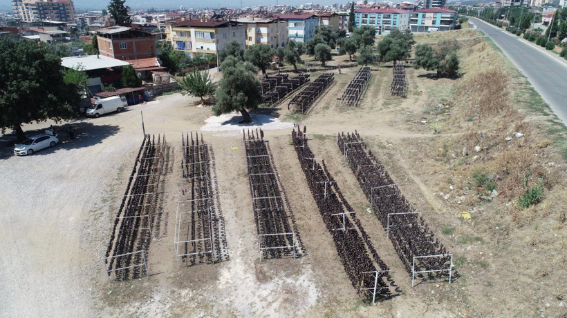 Kışın sapı yakacak oluyor Aydın'da üretilip dünya mutfaklarını süslüyor - Resim: 4