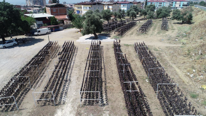 Kışın sapı yakacak oluyor Aydın'da üretilip dünya mutfaklarını süslüyor - Resim: 3