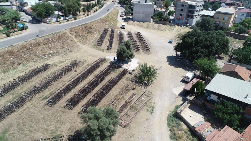 Kışın sapı yakacak oluyor Aydın'da üretilip dünya mutfaklarını süslüyor - Resim: 1