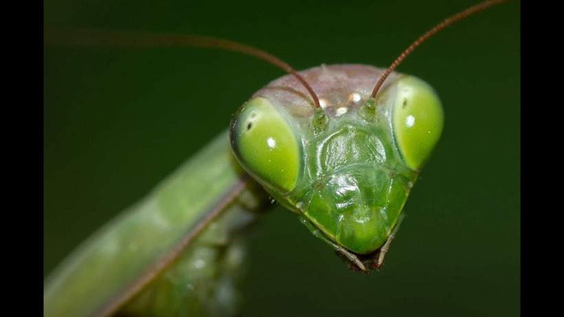 Peygamber devesi avı olan kelebeği böyle yakaladı! İşte o anlar - Resim: 4