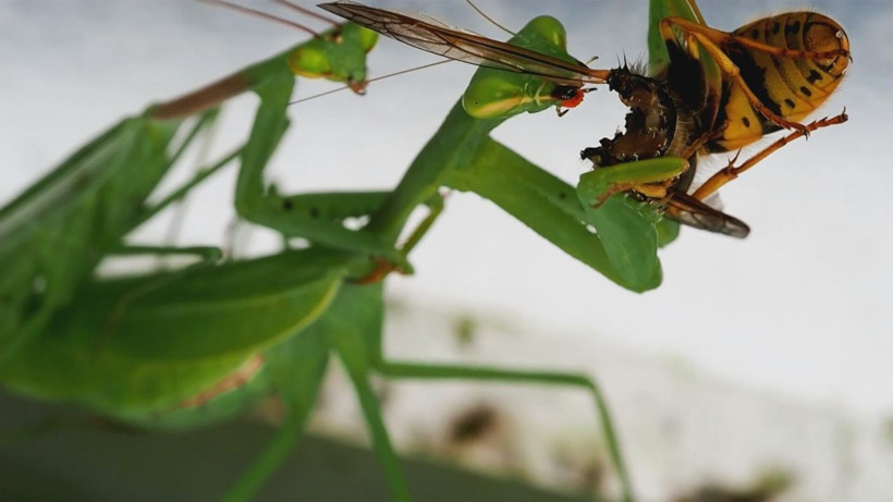 Peygamber devesi avı olan kelebeği böyle yakaladı! İşte o anlar - Resim: 2