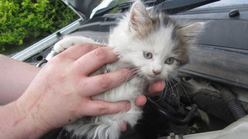 Bir vatandaş tarafından kedi için arabanın üzerine bırakılan not duygulandırdı! - Resim: 3