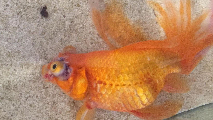 Japon balığına dev operasyon başındaki büyük tümör alındı - Resim: 3