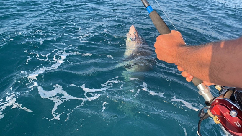 Çanakkale’de amatör balıkçıların oltasına 4 metre uzunluğunda köpek balığı takıldı - Resim: 3