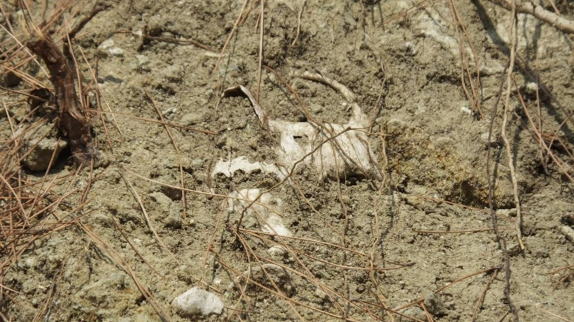 Balıkesir'de yol kenarında çok sayıda kemik ortaya çıktı - Resim: 2