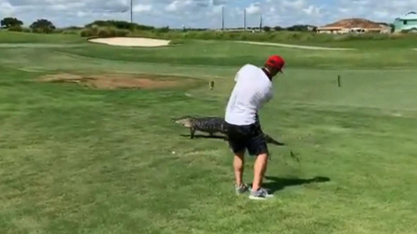 Timsaha rağmen golf oynamaya devam etti - Resim: 2