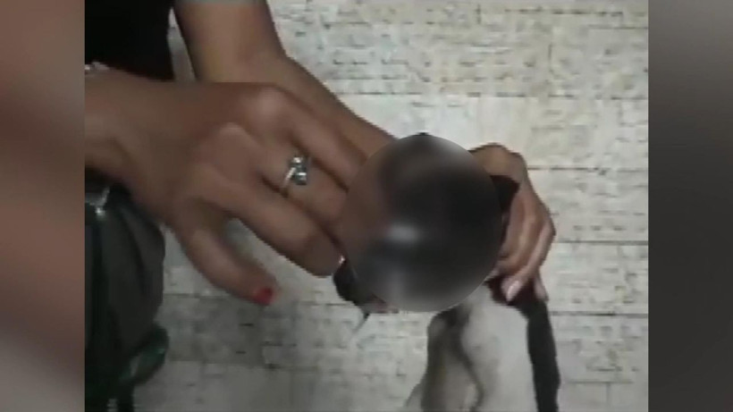 Yavru köpeğin gözünde sigara söndürdüler - Resim: 3