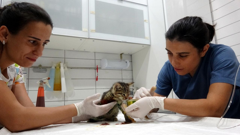 Kocaeli'nde bacağı parçalanmış halde bulunan yavru kedi kurtarılamadı! - Resim: 4