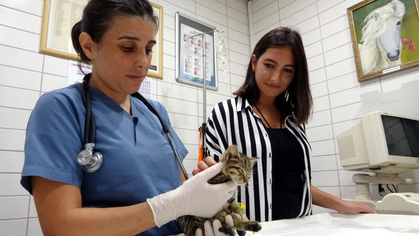 Kocaeli'nde bacağı parçalanmış halde bulunan yavru kedi kurtarılamadı! - Resim: 3