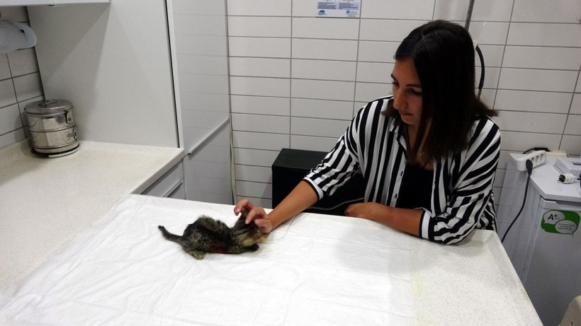 Kocaeli'nde bacağı parçalanmış halde bulunan yavru kedi kurtarılamadı! - Resim: 1