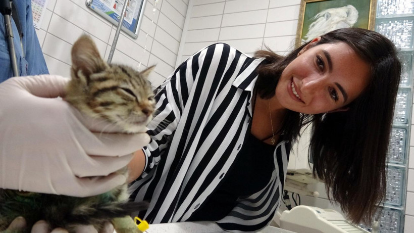 Kocaeli'nde bacağı parçalanmış halde bulunan yavru kedi kurtarılamadı! - Resim: 2