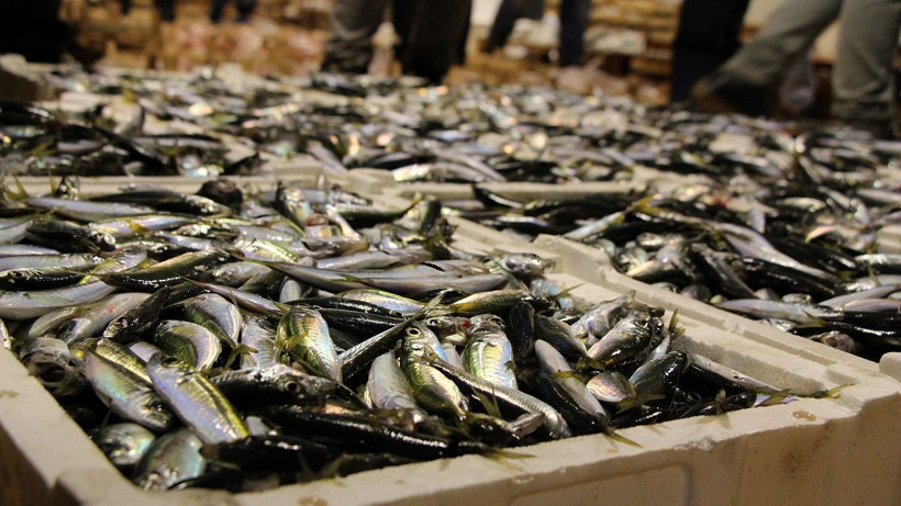 Balık fiyatları bu yıl pahalı uzmanlar kötü haberi verdi - Resim: 2