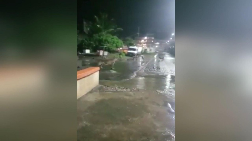 Hindistan’da barınaklarını su basan aslanlar sokağa indi - Resim: 1