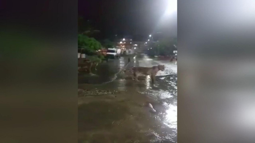 Hindistan’da barınaklarını su basan aslanlar sokağa indi - Resim: 3