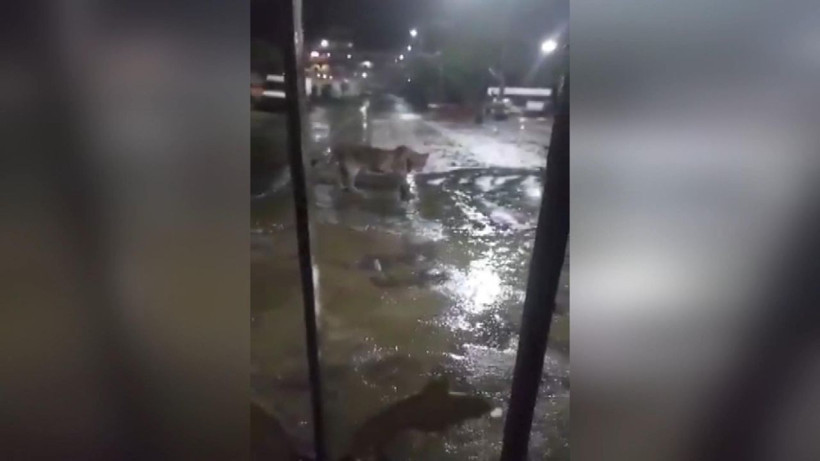 Hindistan’da barınaklarını su basan aslanlar sokağa indi - Resim: 4